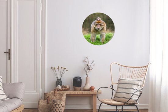 Macaques de Barbarie dans l'herbe assiette en plastique cercle mural ⌀ 30 cm - impression photo sur cercle mural / cercle vivant (décoration murale)