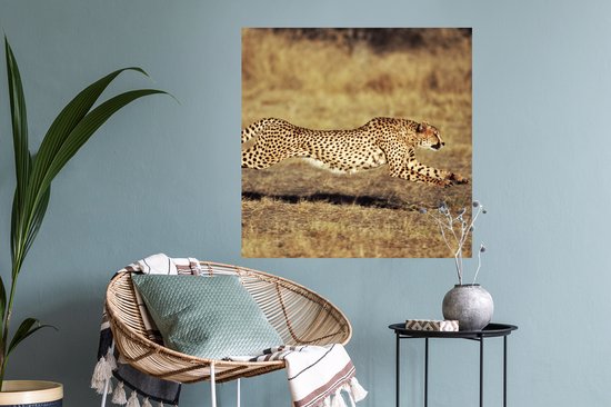 Stickers Stickers muraux - Vue de face femelle guépard - 80x80 cm - Film adhésif