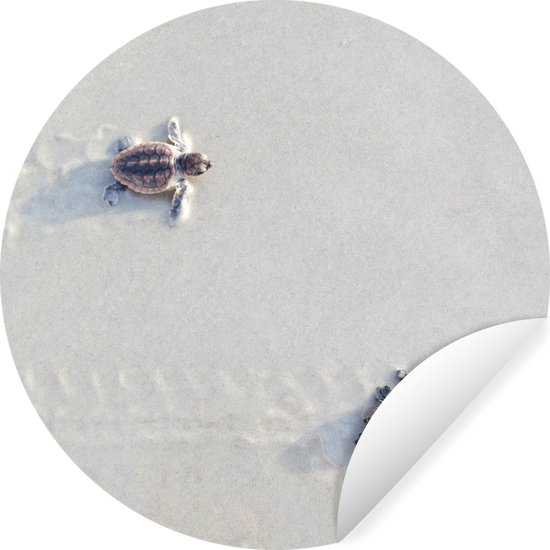 WallCircle - Muurstickers - Behangcirkel - Twee kleine schildpadden - ⌀ 30 cm - Muurcirkel - Zelfklevend - Ronde Behangsticker
