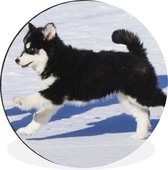 WallCircle - Wandcirkel - Muurcirkel - Husky puppy rent over de sneeuw - Aluminium - Dibond - ⌀ 120 cm - Binnen en Buiten XXL