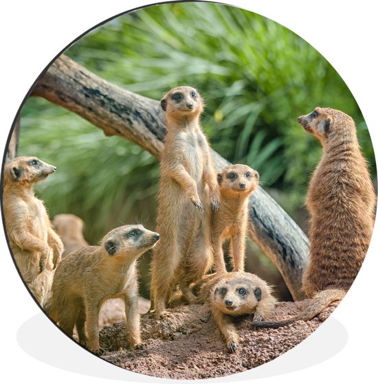 Cercle mural - Cercle mural - Suricates - Famille - Animaux - Aluminium - ⌀ 30 cm - Intérieur et Extérieur