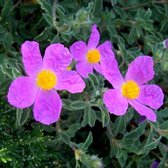 Cistus creticus - Cistus - 10 cm - Pot 2 liter