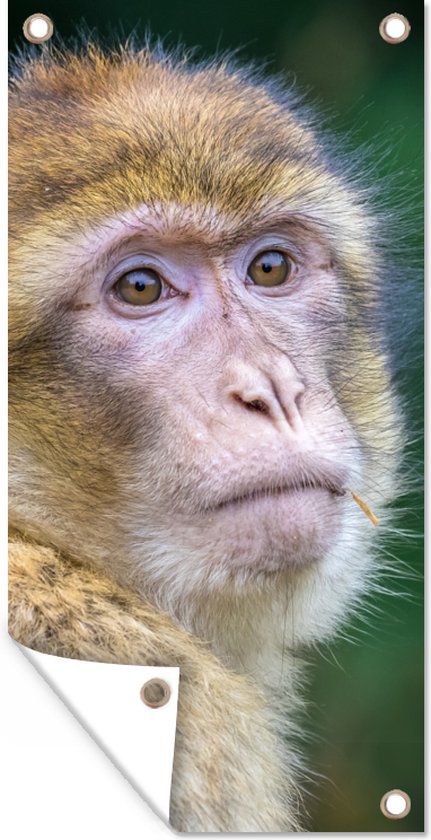 Calendrier De L'Avent 2025 Avec Motif Singes 2D à Suspendre