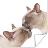 Poster Twee schattige Burmees katten knuffelen - 100x100 cm XXL