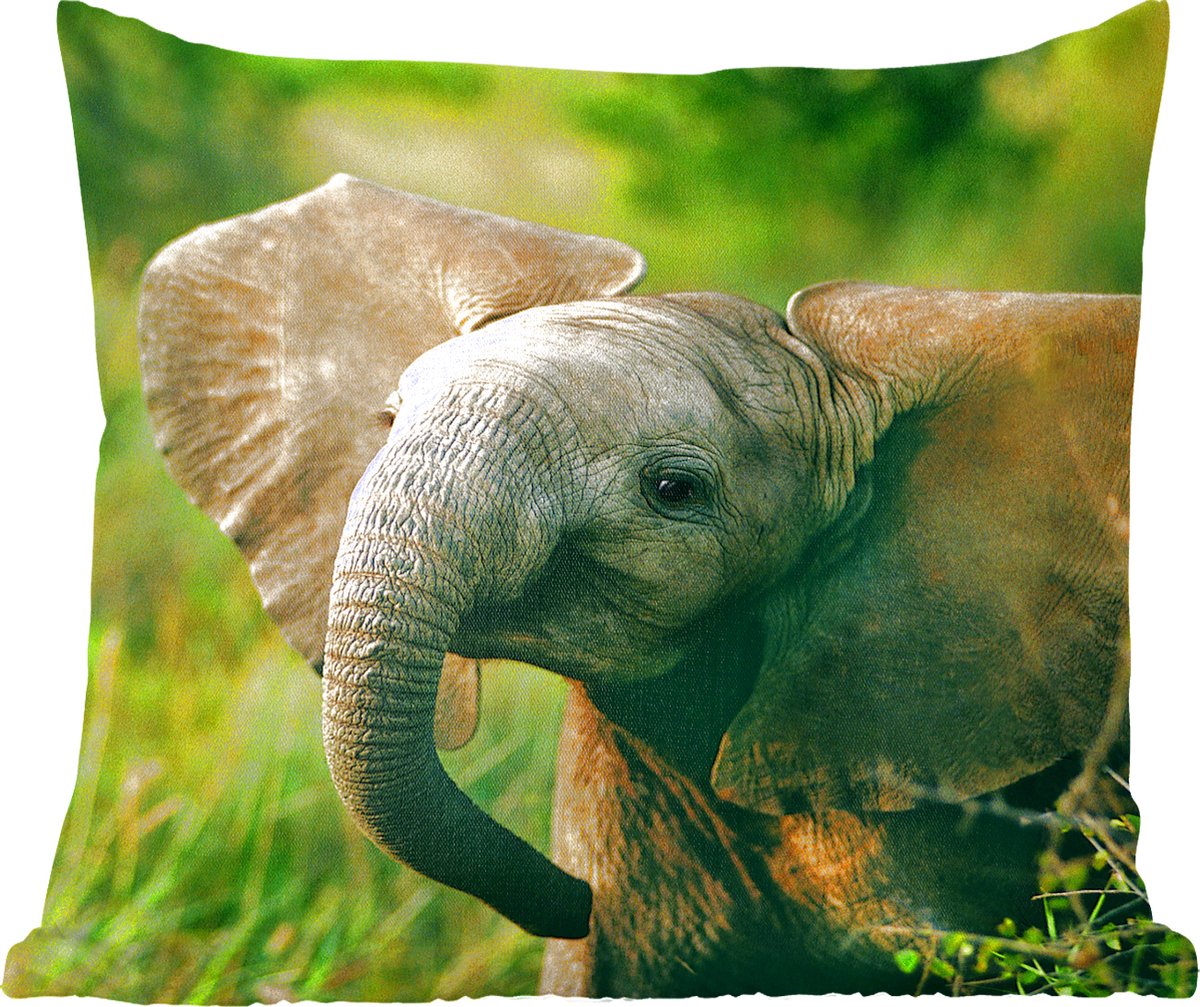 Éléphant d'Afrique aux oreilles tombantes | bol