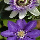 2 x Klimplanten: Clematis The President + Passiebloem/Passiflora - Blauw/Wit, Meerjarig & Winterhard | 2 x 1,5 liter pot