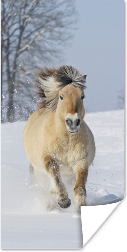 Poster Rennend fjord paard in de sneeuw