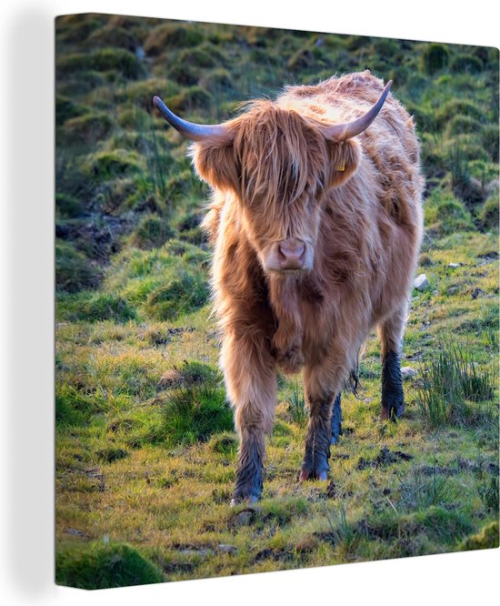 Canvas Schilderij Schotse Hooglander - Gras - Herfst - Wanddecoratie