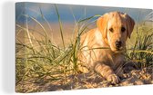 Canvas Schilderij Labrador Retriever puppy ligt op de zandduinen - 80x40 cm - Wanddecoratie