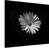 Cadre photo avec affiche - Une marguerite blanche sur fond noir - 40x40 cm - Cadre pour affiche