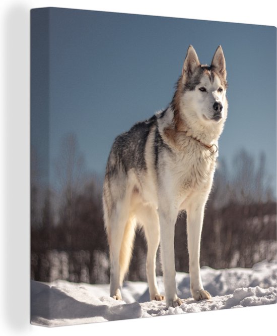 Canvas Schilderij Husky in de sneeuw - 20x20 cm - Wanddecoratie