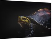 Schildpad op zwarte achtergrond - Foto op Dibond - 60 x 40 cm