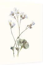 Steenbreek (Saxifrage) - Foto op Dibond - 60 x 80 cm