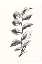 Ulmus Minor zwart-wit 2 (Cornish Elm) - Foto op Dibond - 60 x 80 cm