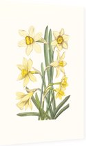 Gele Narcis Aquarel (Daffodil) - Foto op Dibond - 60 x 90 cm