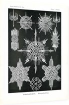 Dorataspis - Acanthophracta (Kunstformen der Natur), Ernst Haeckel - Foto op Dibond - 60 x 80 cm