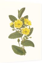 Hibbertia Aquarel (Hibbertia) - Foto op Dibond - 30 x 40 cm