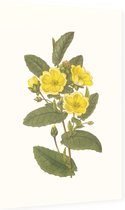 Hibbertia Aquarel (Hibbertia) - Foto op Dibond - 60 x 90 cm