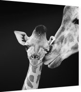 Giraffe koppel op zwarte achtergrond - Foto op Dibond - 60 x 60 cm