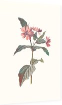 Silene (Campion) - Foto op Dibond - 60 x 90 cm