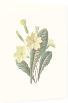 Sleutelbloem (Prim Rose) - Foto op Dibond - 30 x 40 cm