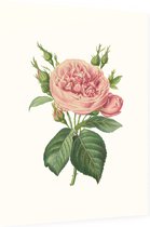 Roos Aquarel (Rose) - Foto op Dibond - 30 x 40 cm