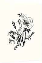 Duinroos zwart-wit (Burnet-Leaved Rose) - Foto op Dibond - 30 x 40 cm