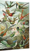 Trochilidae (of Kolibries), Ernst Haeckel - Foto op Dibond - 60 x 90 cm