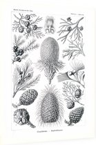 Araucaria - Coniferae (Kunstformen der Natur), Ernst Haeckel - Foto op Dibond - 60 x 80 cm