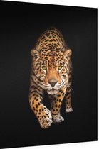 Sluipende Jaguar op zwarte achtergrond,  - Foto op Dibond - 60 x 80 cm