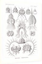 Elaphospyris - Spyroidea (Kunstformen der Natur), Ernst Haeckel - Foto op Dibond - 30 x 40 cm