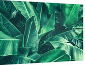 Palm bladeren - Foto op Dibond - 90 x 60 cm
