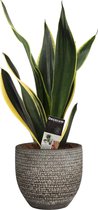 Kamerplant van Botanicly – Vrouwentongen in veelkleurig Keramisch pot 'MICA' als set – Hoogte: 55 cm – Sansevieria Fire