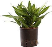 Plant in hydrocultuur systeem van Botanicly: Drakenboom met weinig onderhoud – Hoogte: 30 cm – Dracaena reflexa Song of Jamaica