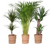 Kamerplanten van Botanicly – 3 × Drakenboom incl. rotan sierpot als set – Hoogte: 70 cm – Dracaena derem.