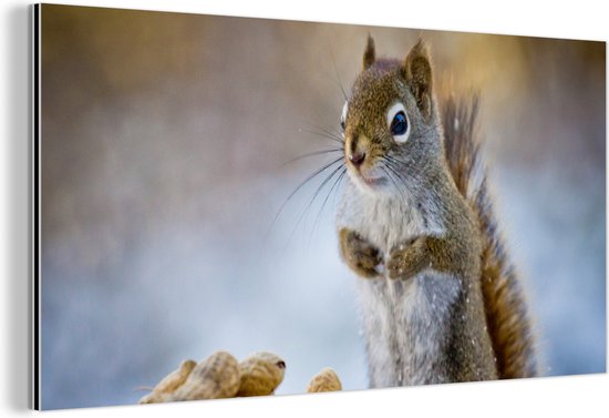 Décoration murale Métal - Peinture Aluminium Industriel - Écureuil - Noix - Neige - Hiver - Rongeurs - Saisons - 160x80 cm - Dibond - Photo sur aluminium - Décoration murale industrielle - Pour le salon/chambre