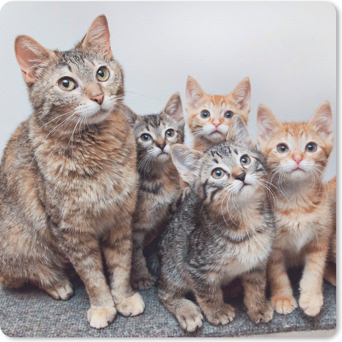 Muismat 30x30 cm - Mousepad Kat - Kittens - Vacht - Muismatten