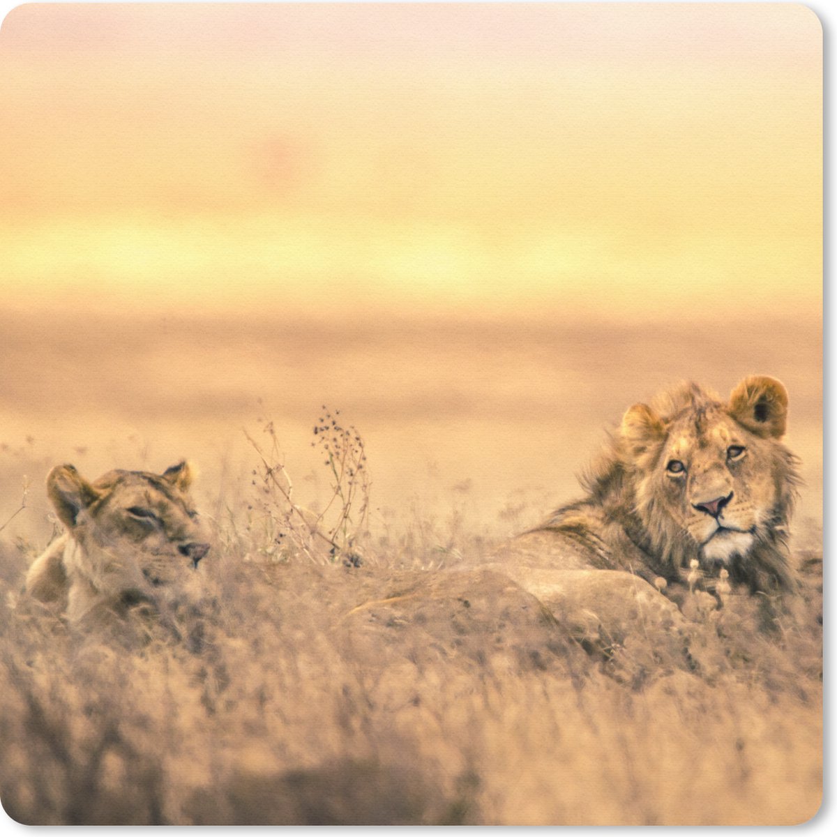Muismat 30x30 cm - Mousepad Leeuwen - Gras - Lucht - Muismatten
