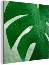 Wanddecoratie Metaal - Aluminium Schilderij Industrieel - Close-up van druppels op een blad van kaas plant (Monstera deliciosa) - 50x50 cm - Dibond - Foto op aluminium - Industriële muurdecoratie - Voor de woonkamer/slaapkamer