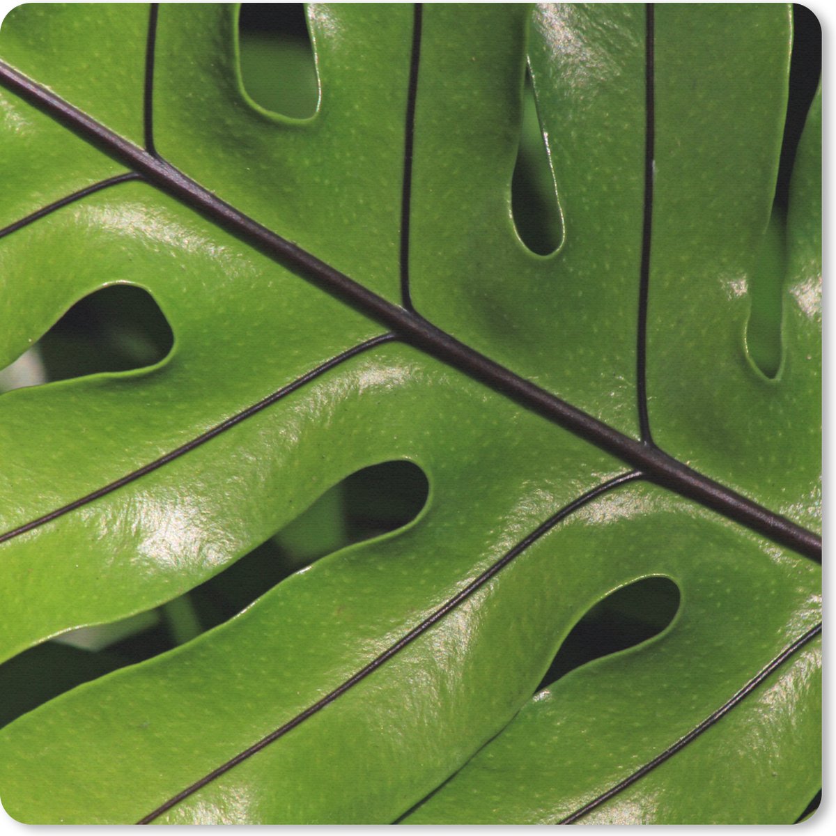 Muismat 20x20 cm - Mousepad Tropisch botanisch blad glanzend onder de zon - Muismatten