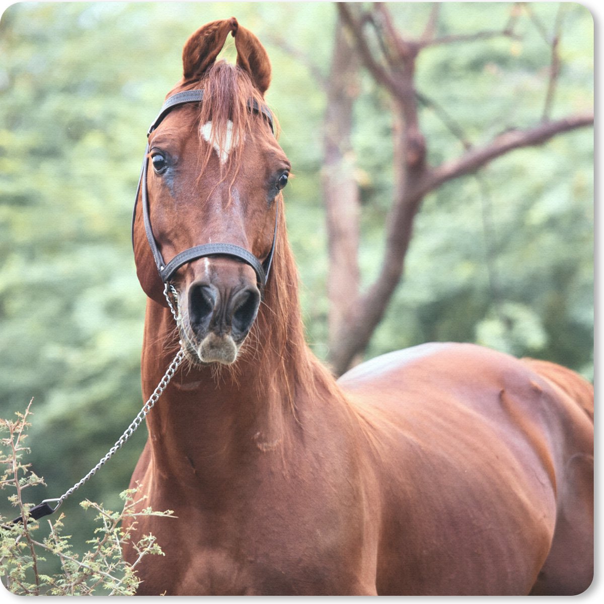 Muismat 20x20 cm - Mousepad Paard - Bos - Halster - Muismatten