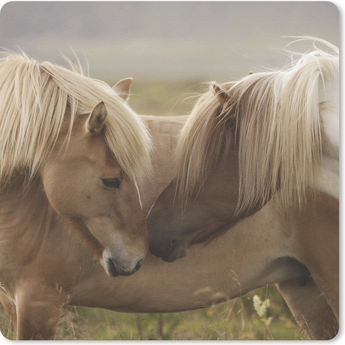 Muismat 20x20 cm - Mousepad Paarden - Gras - Bruin - Muismatten