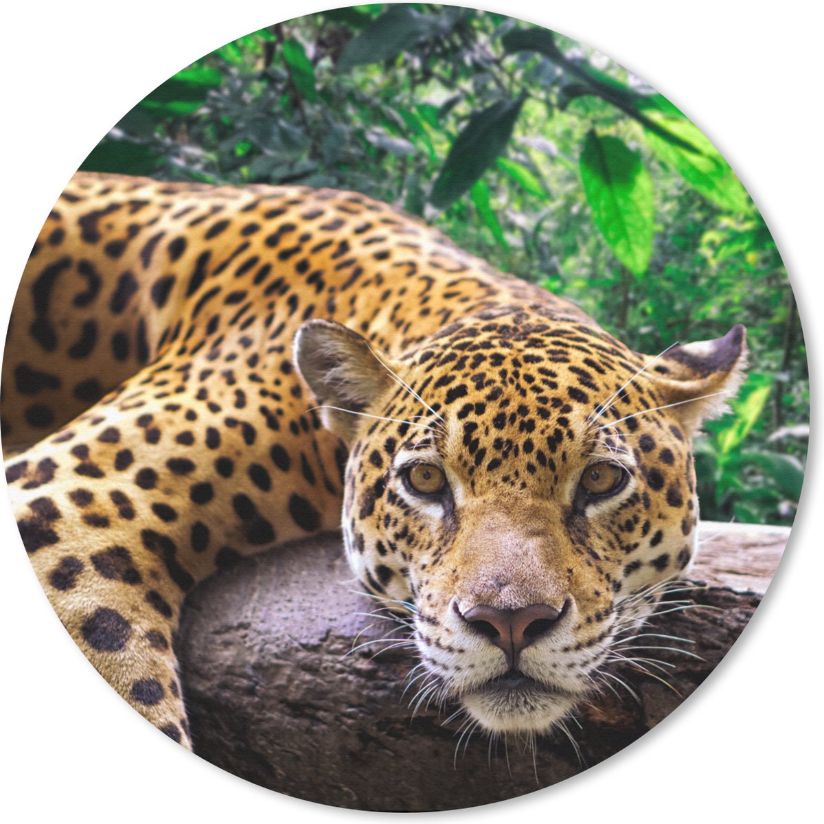 Muismat rond 20x20 cm - Mousepad Jaguar rust uit - Ronde muismatten
