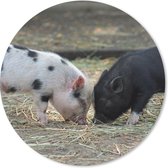 Muismat - Mousepad - Rond - Varkens - Biggen - Stro - 30x30 cm - Ronde muismat