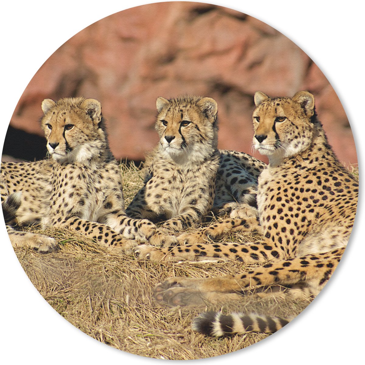 Muismat rond 50x50 cm - Mousepad Cheetah moeder en welpen - Ronde muismatten