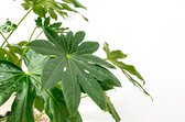 Vingerplant (Fatsia japonica) - 70cm