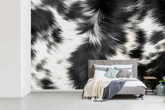 Papier peint Papier peint photo en vinyle - La peau de vache d'une vache longicorne largeur 525 cm x hauteur 350 cm - Tirage photo sur papier peint (disponible en 7 tailles)