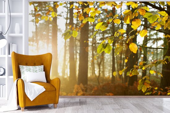 Papier peint photo vinyle - Le soleil d'automne brille sur les arbres largeur 360 cm x hauteur 240 cm - Tirage photo sur papier peint (disponible en 7 tailles)
