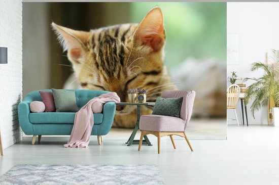 Papier peint photo peint vinyle - Un chaton endormi largeur 390 cm x hauteur 260 cm - Tirage photo sur papier peint (disponible en 7 tailles)