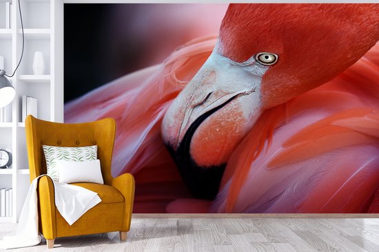 Papier peint photo peint vinyle - Gros plan d'un flamant rose largeur 330 cm x hauteur 220 cm - Tirage photo sur papier peint (disponible en 7 tailles)
